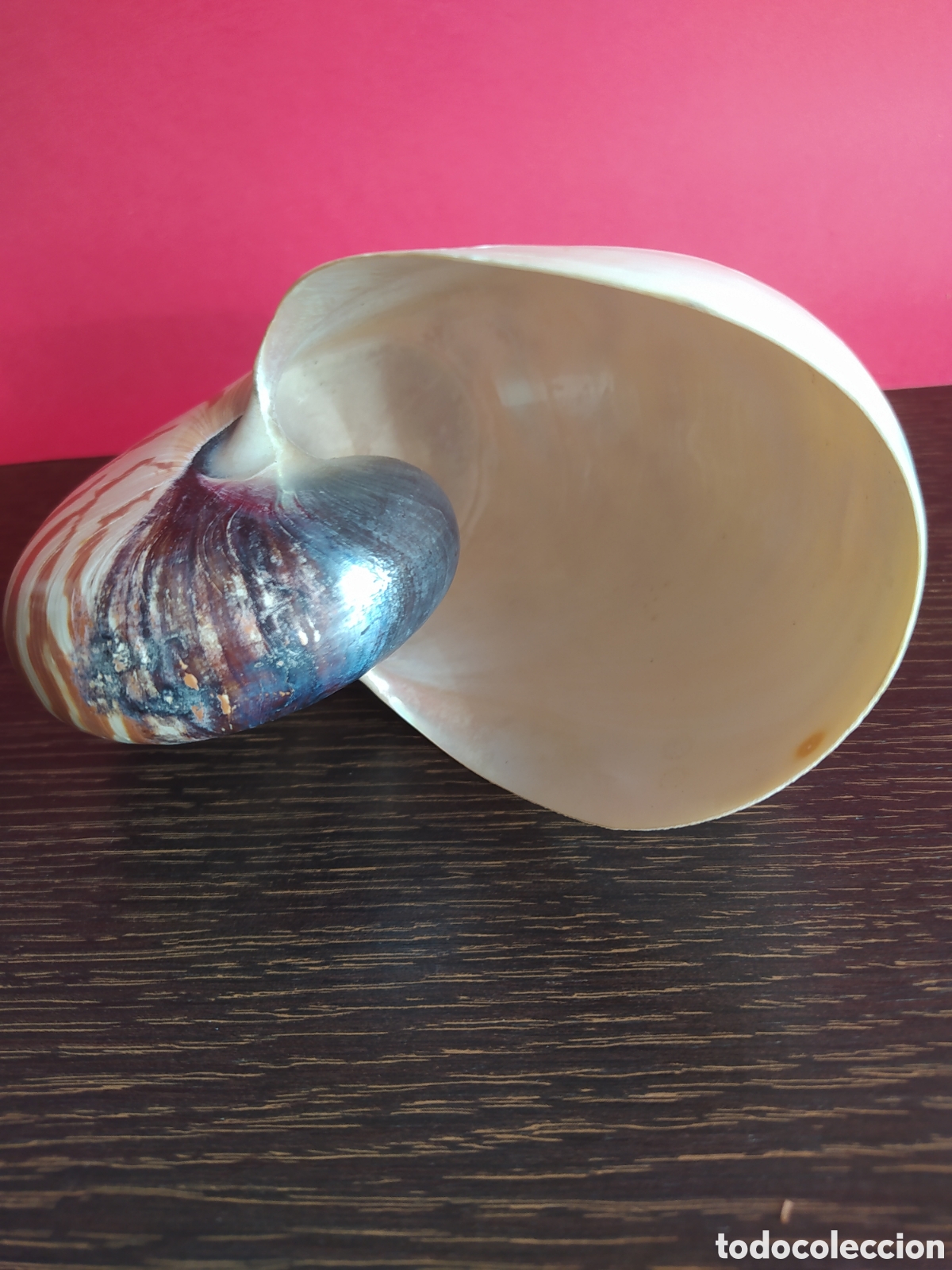 Vintage: Concha Marina Nautilus - Foto 4