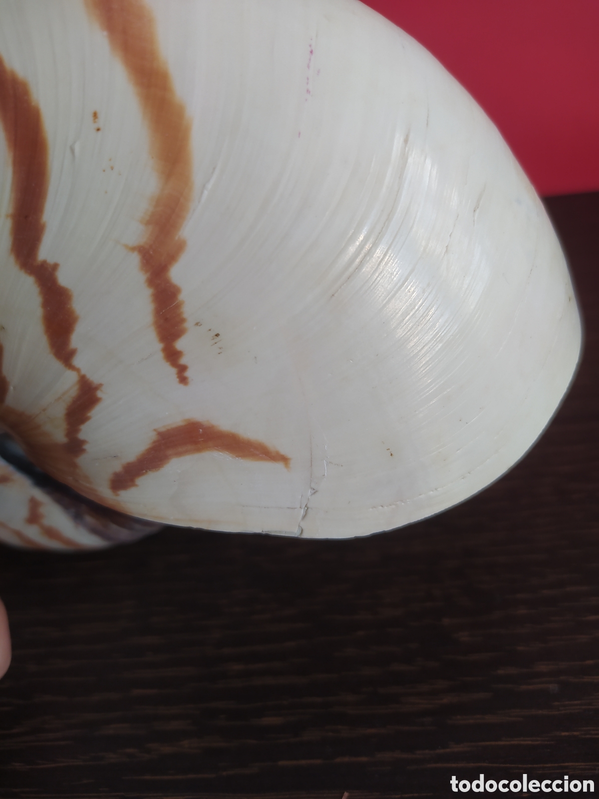 Vintage: Concha Marina Nautilus - Foto 5