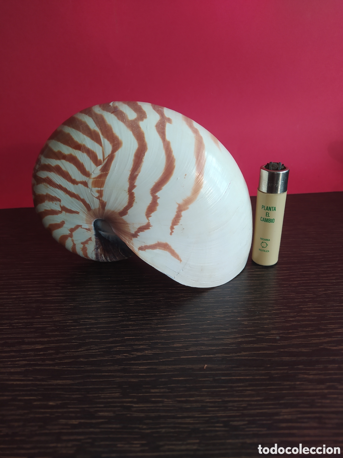Vintage: Concha Marina Nautilus - Foto 7