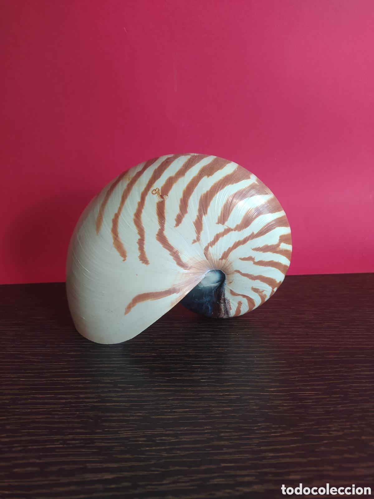 Vintage: Concha Marina Nautilus - Foto 1