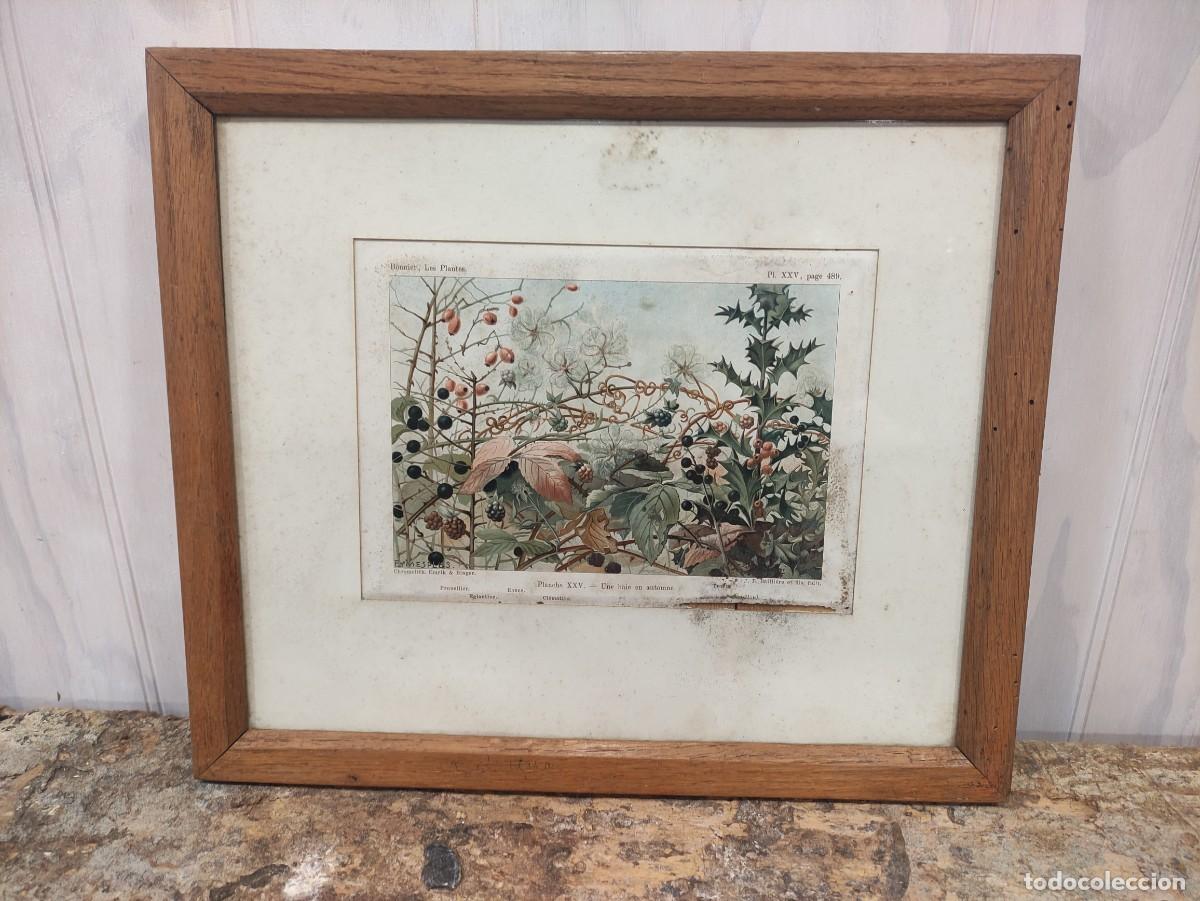Vintage: Cuadro lamina bot&aacute;nica - Foto 1