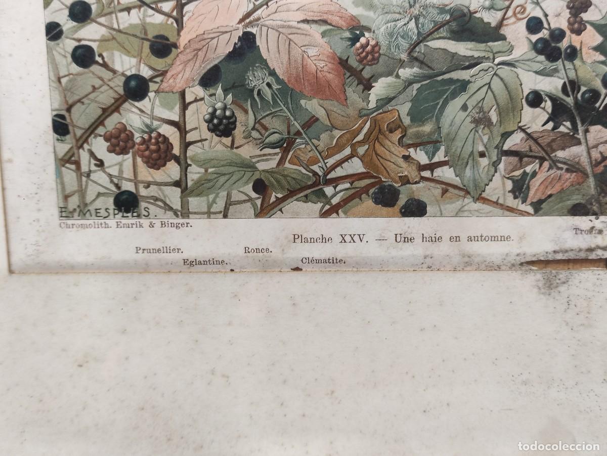 Vintage: Cuadro lamina bot&aacute;nica - Foto 2
