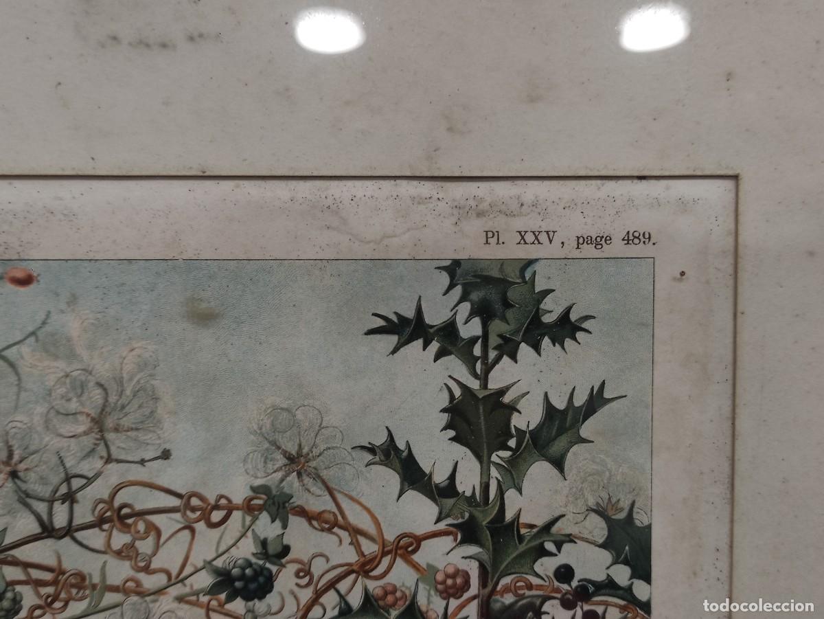 Vintage: Cuadro lamina bot&aacute;nica - Foto 4