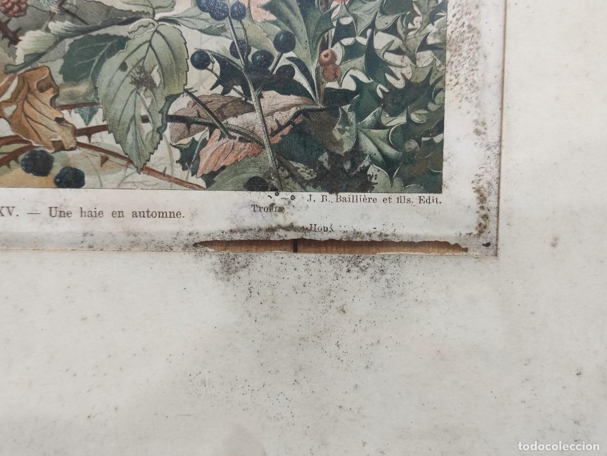 Vintage: Cuadro lamina bot&aacute;nica - Foto 5