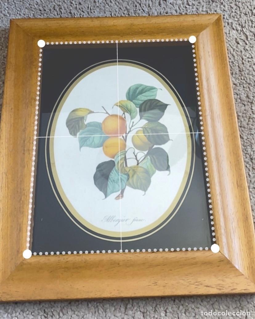 Vintage: Cuadro frutas de albaricoque marco madera - Foto 2