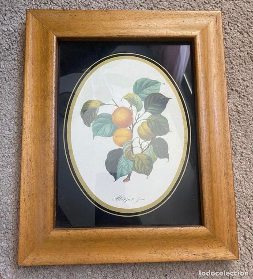 Vintage: Cuadro frutas de albaricoque marco madera - Foto 1