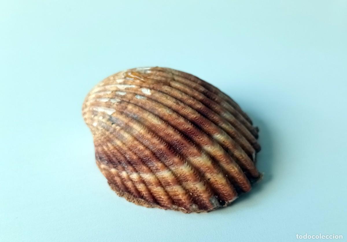 Vintage: CONCHA MARINA PARA ADORNO