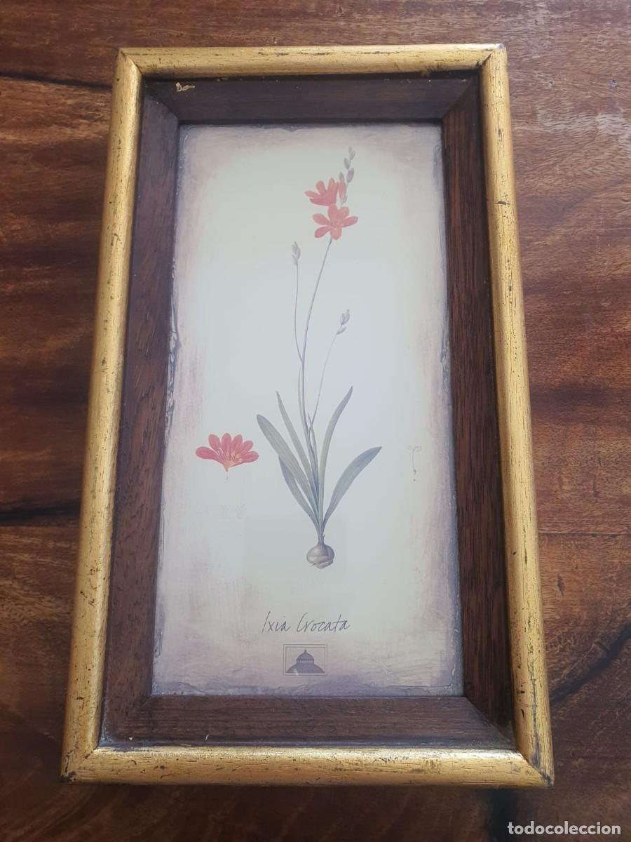 Vintage: Cuadro bot&aacute;nico vintage - L&aacute;mina Ixia Crocata con marco artesanal