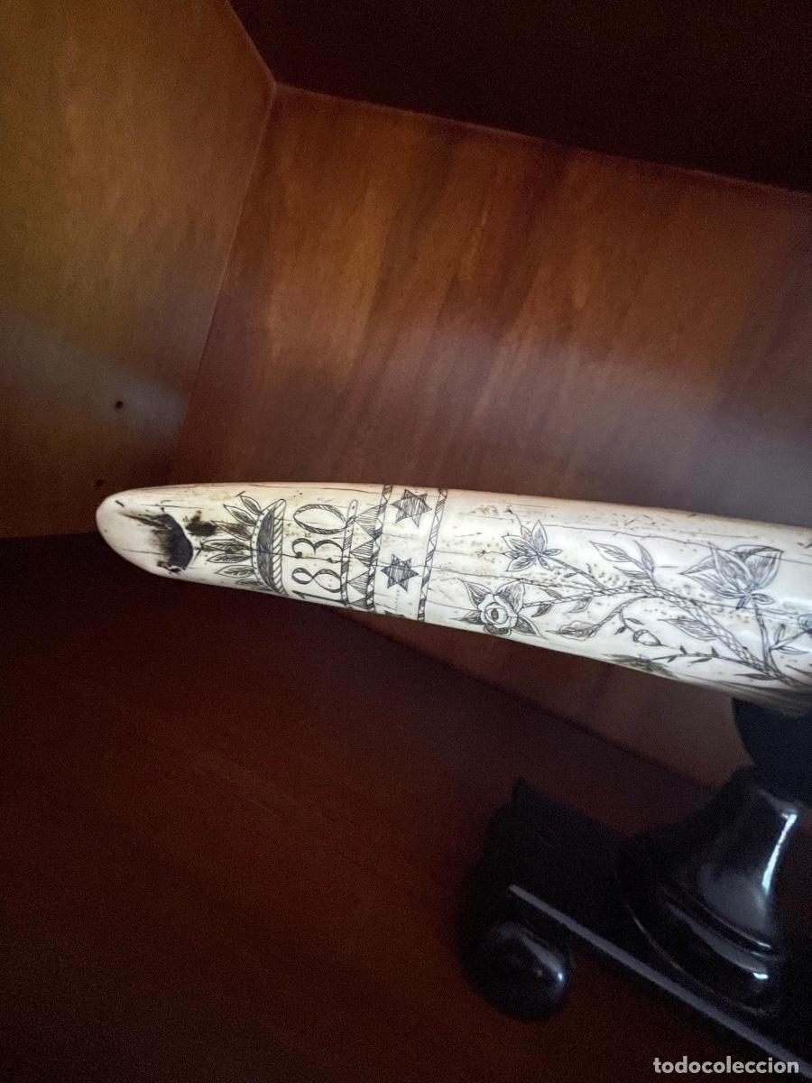 Vintage: Colmillo (r&eacute;plica vintage Scrimshaw) - Foto 4