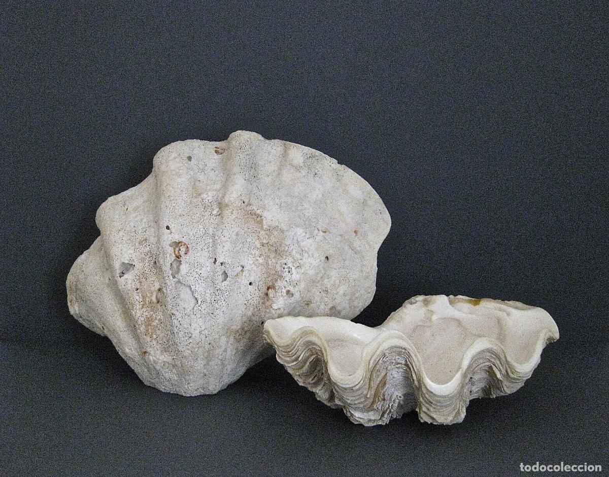 Vintage: GRAN OPORTUNIDAD !! 2 CONCHAS MARINAS * TRIDACNA GIGAS * &ordm;GRAN TAMA&Ntilde;O
