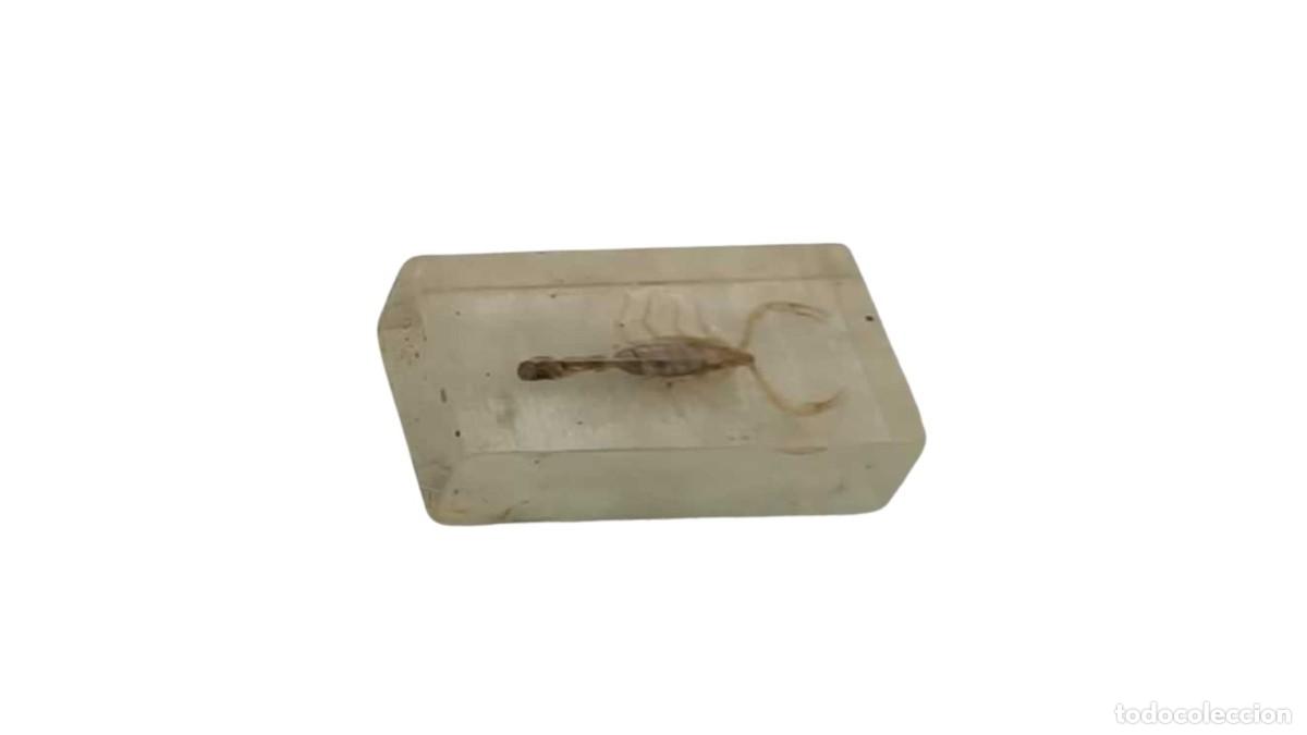 Vintage: Pisapapeles Vintage con Escorpi&oacute;n Real &ndash; Preservado en Resina &ndash; Especimen de Taxidermia &ndash; A&ntilde;os 70/80