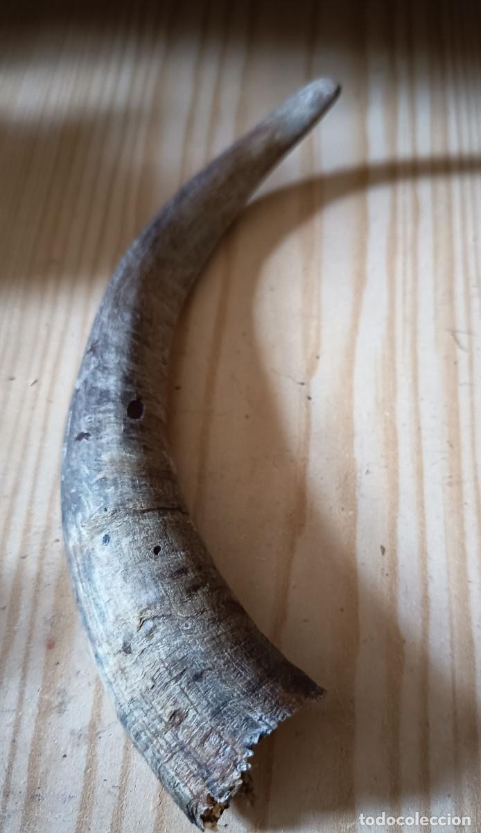 Vintage: Cuerno de cabra natural peque&ntilde;o 18 cm