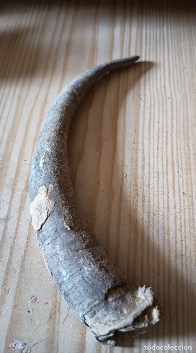Vintage: cuerno de cabra mediano 22 cm - Foto 1
