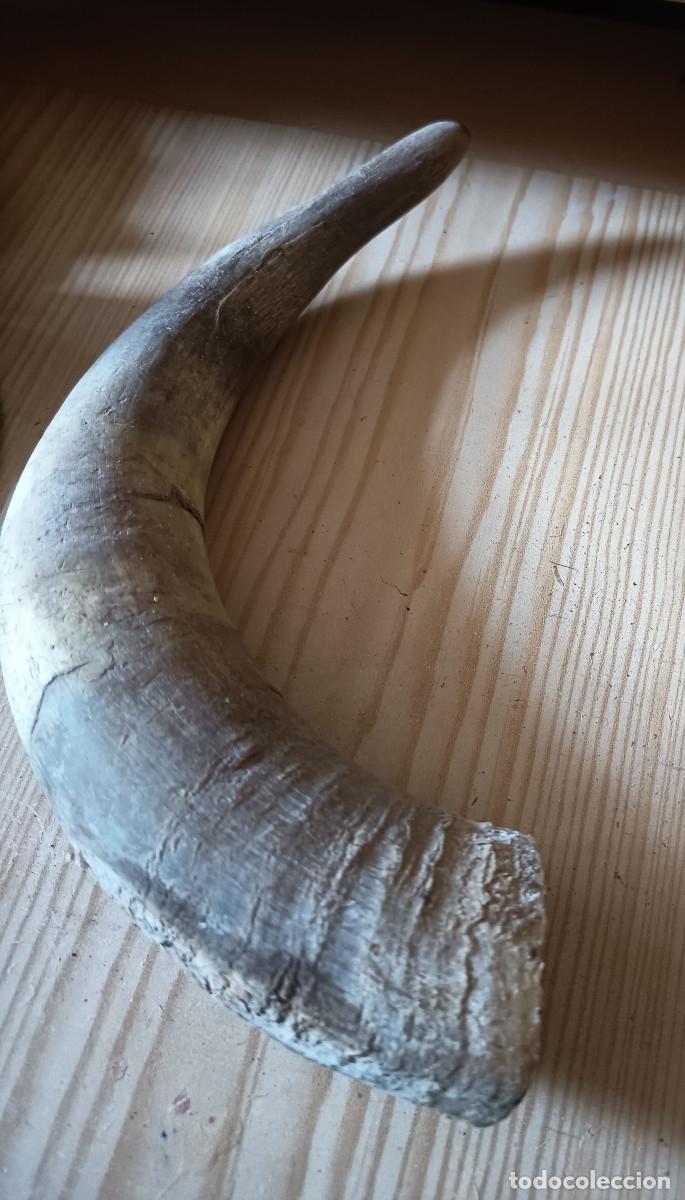 Vintage: Cuerno de cabra grande de 37 cm - Foto 1