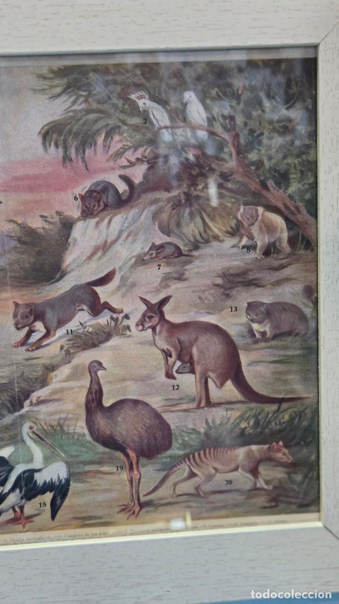Vintage: cuadro con lamina antigua - Foto 2