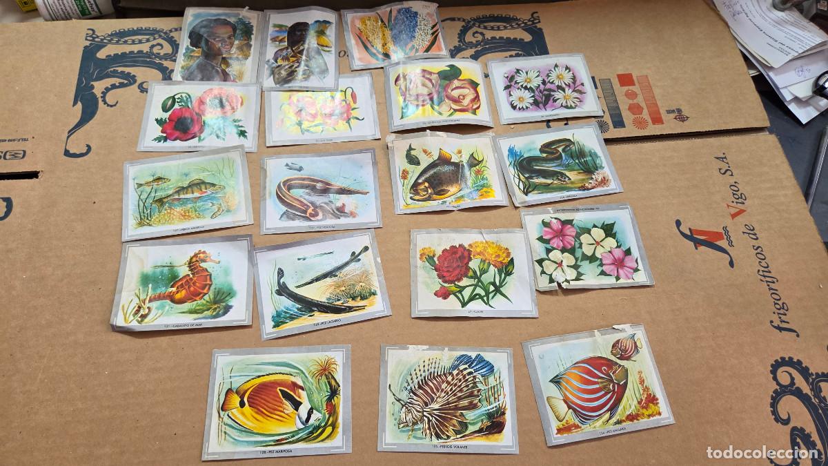 Vintage: lote de cromos de las razas