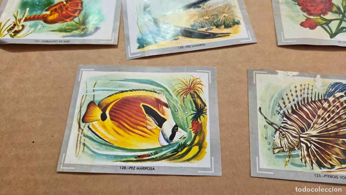 Vintage: lote de cromos de las razas - Foto 2