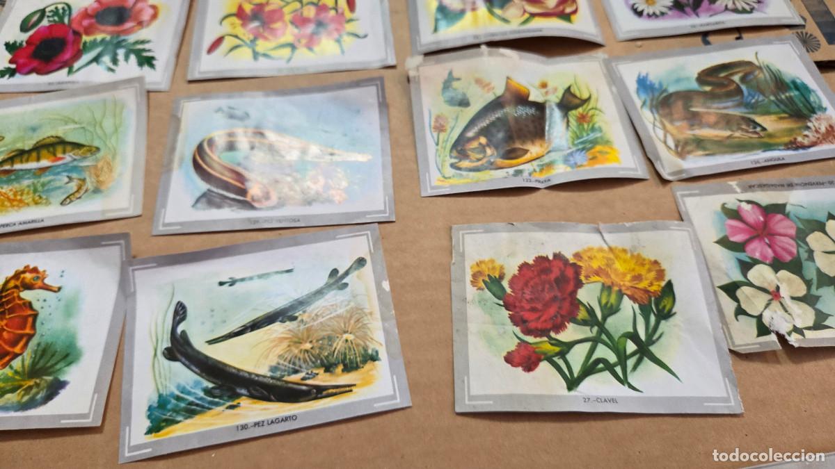 Vintage: lote de cromos de las razas - Foto 3