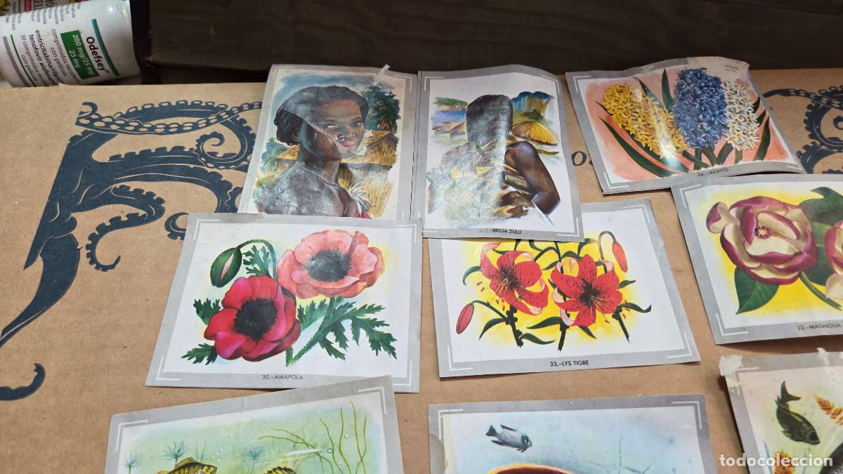 Vintage: lote de cromos de las razas - Foto 5