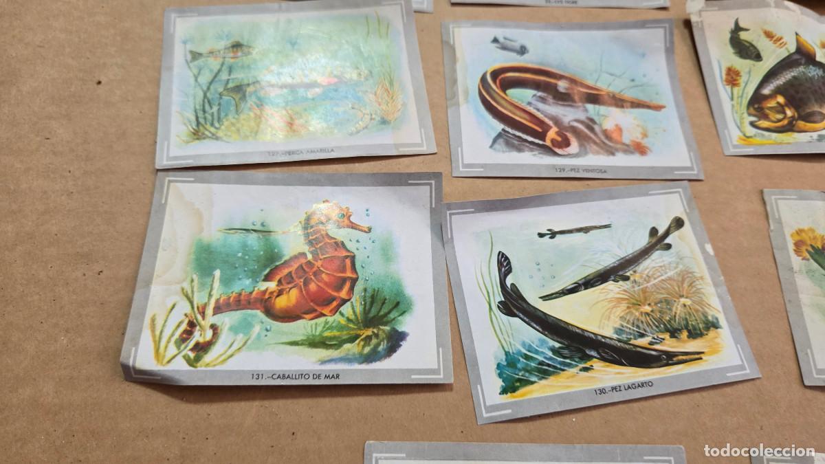 Vintage: lote de cromos de las razas - Foto 7