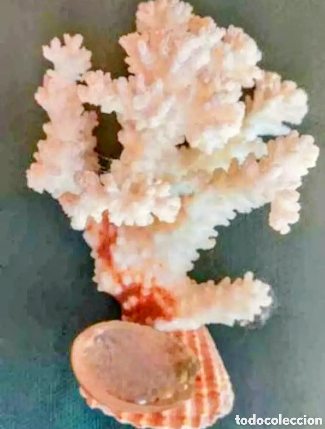 Vintage: Pieza de coral blanco de los a&ntilde;os 60.