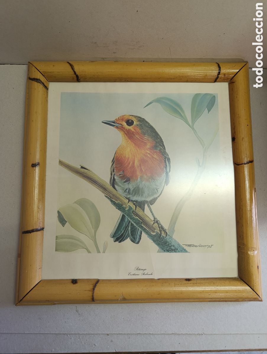 Vintage: CUADRO LAMINA PETIRROJO. ERITHAUS RUBECULA. FEDERICO 78. MARCO DE BAMBU.