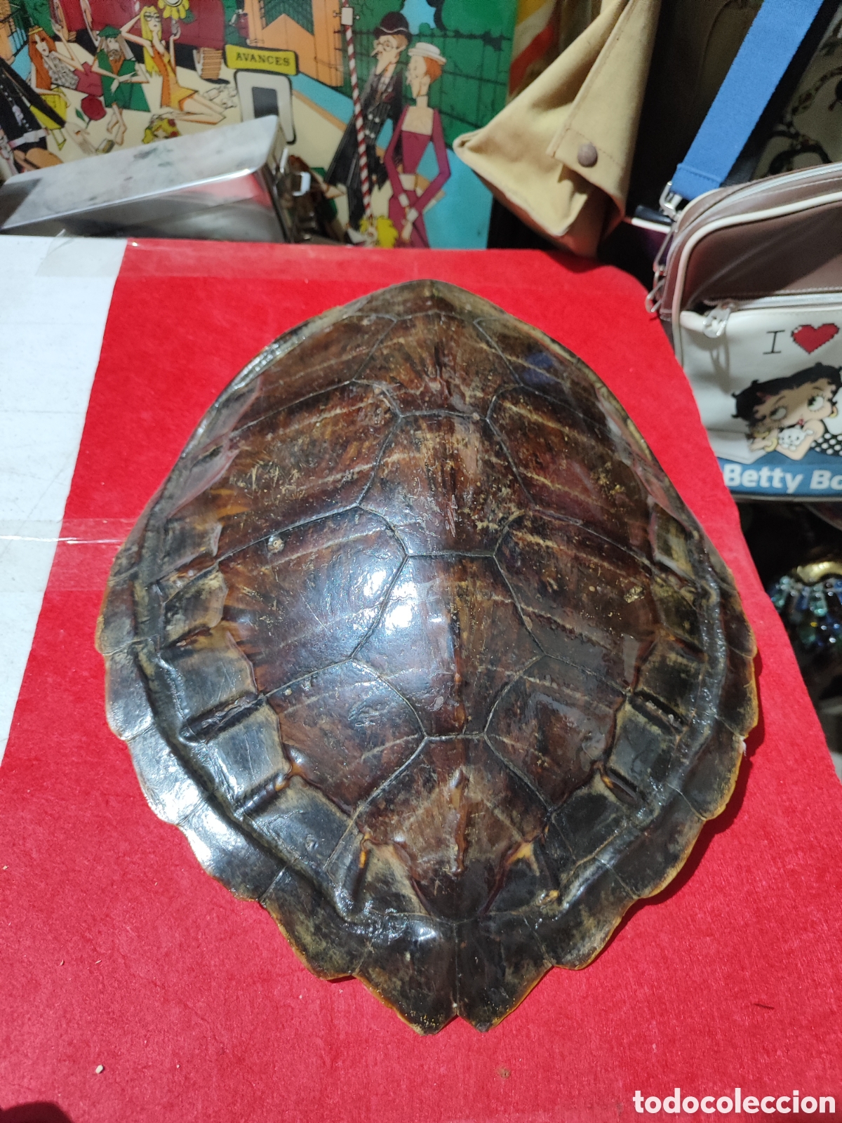 Vintage: Antiguo caparaz&oacute;n de tortuga