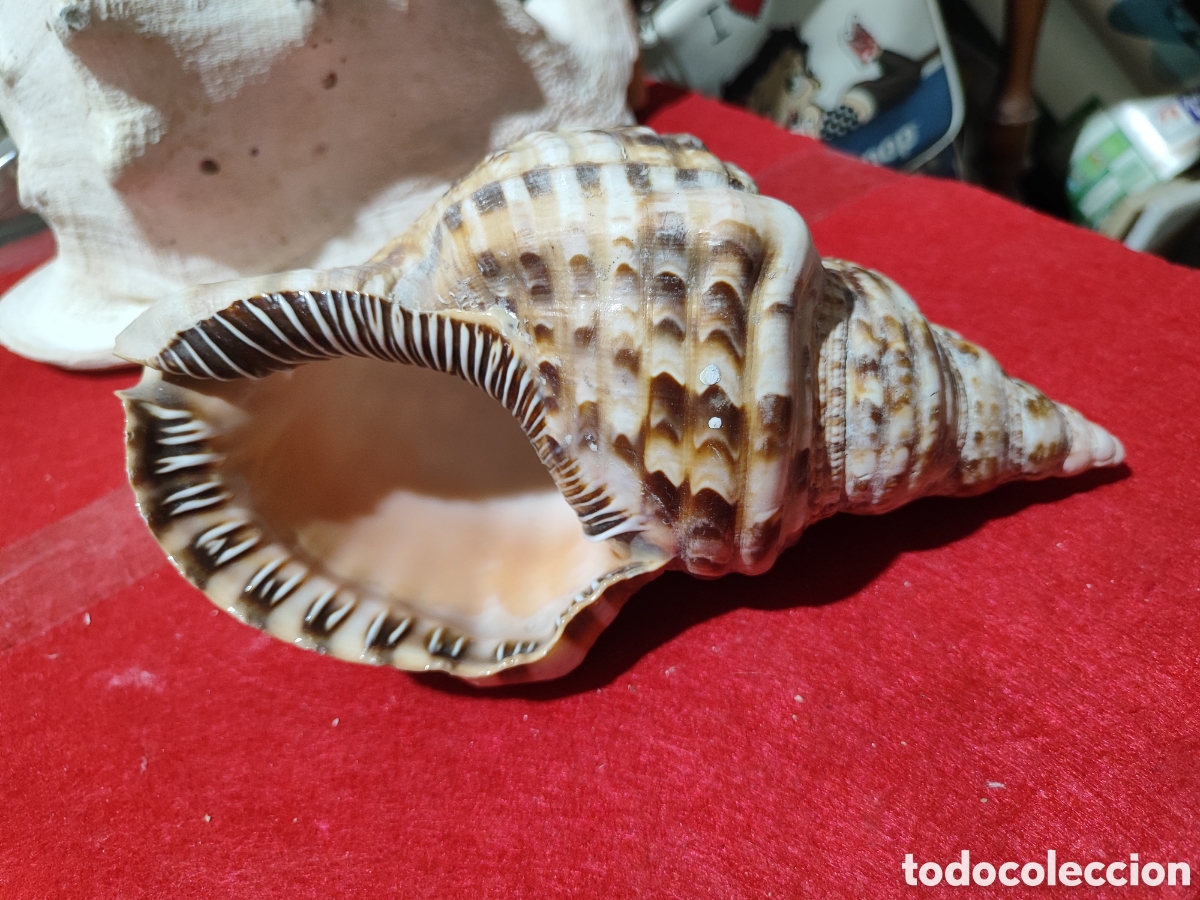 Vintage: Caracola de mar muy completa