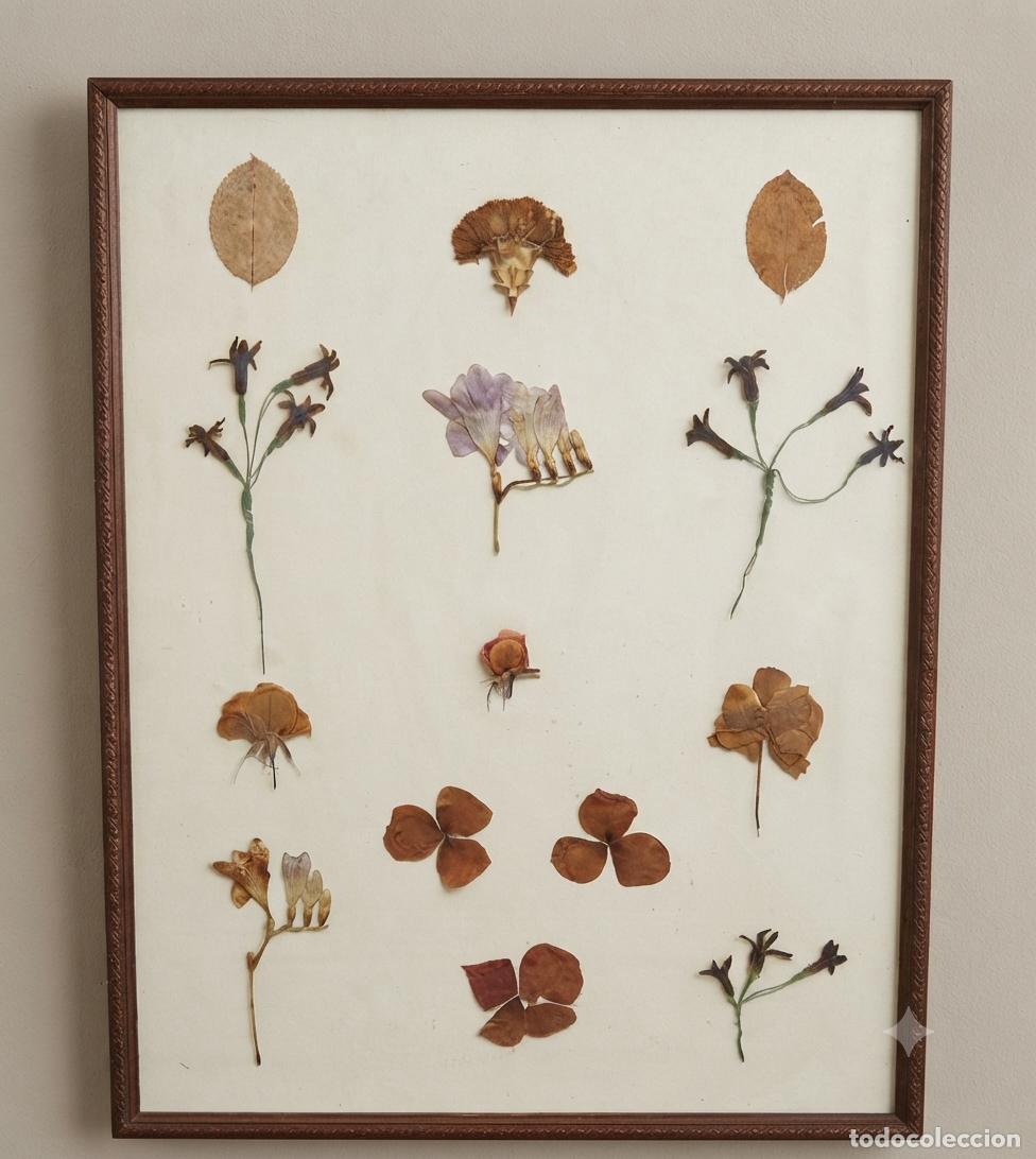 Vintage: Herbolario flor seca natural con marco madera grabada