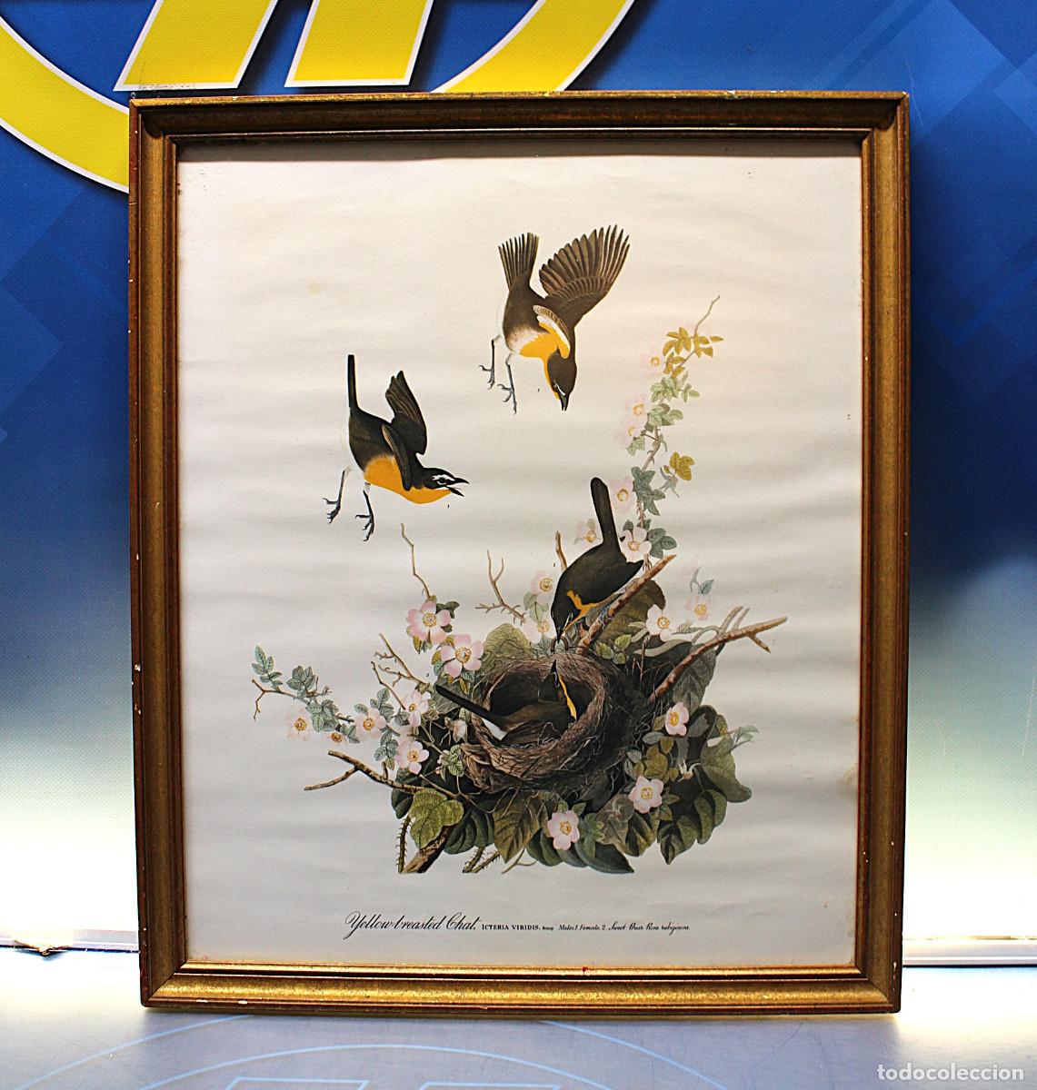 Vintage: 09. L&aacute;mina &ldquo;Yellow-breasted Chat&rdquo; enmarcada en madera dorada y cristal.