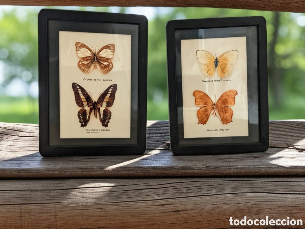 Vintage: Pareja de Cuadros Vitrina Vintage con Mariposas Ex&oacute;ticas Clasificadas (A&ntilde;os 89-90) - 4 Ejemplares
