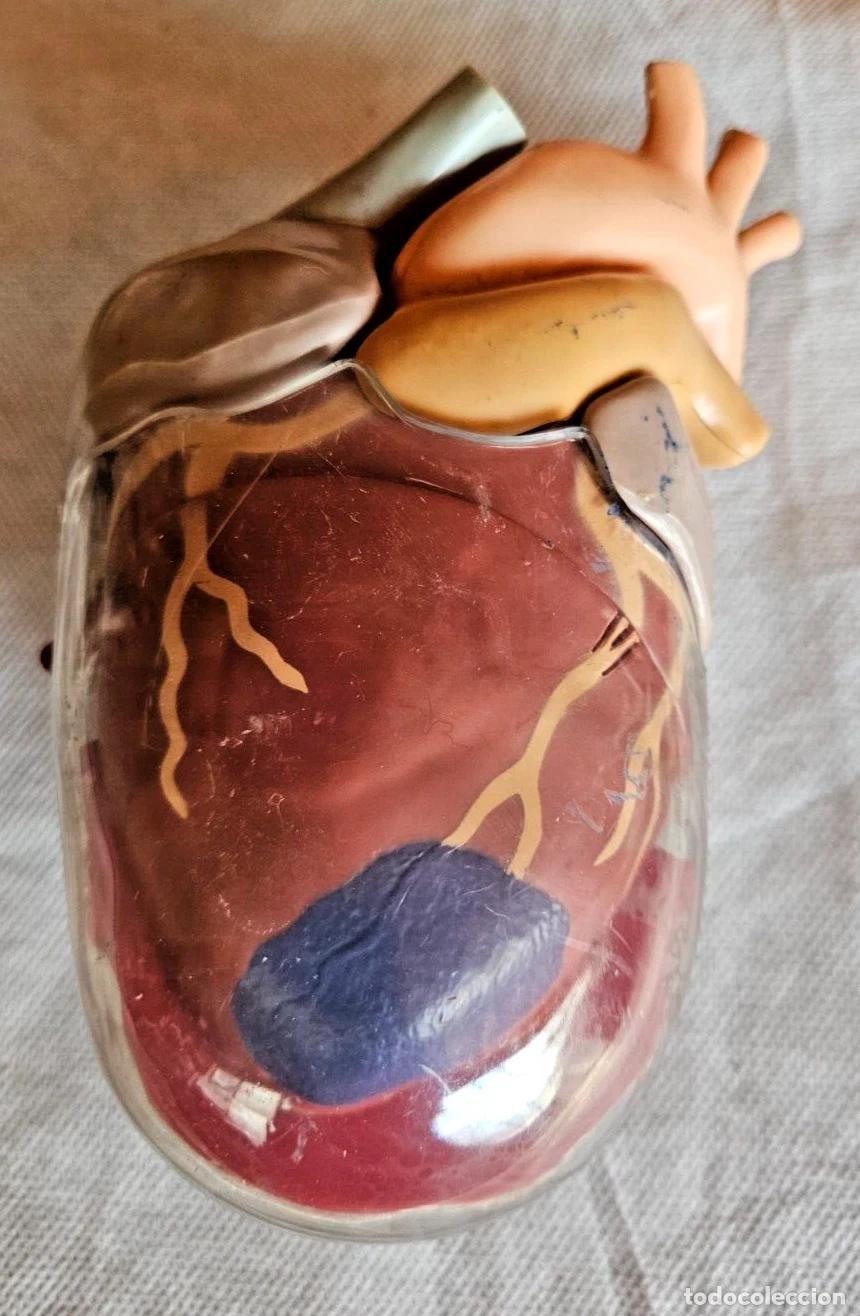 Vintage: VINTAGE CABINET DE CURIOSITE MODELE ANATOMIQUE ECORCHE COEUR EN PLASTIQUE H 18 C