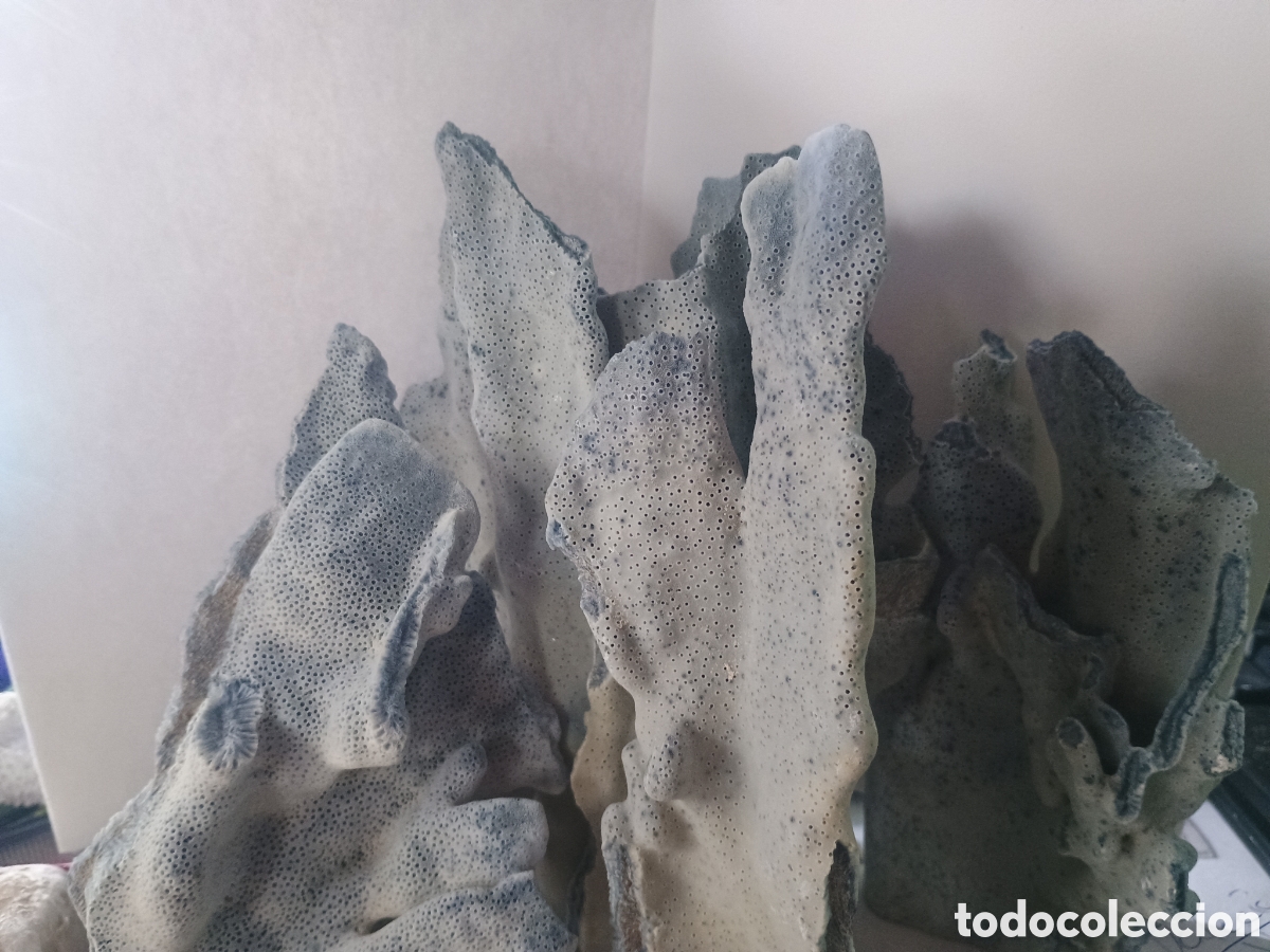 Vintage: CORAL AZUL NATURAL DECORACI&Oacute;N VINTAGE ANTIGUO 1 KG