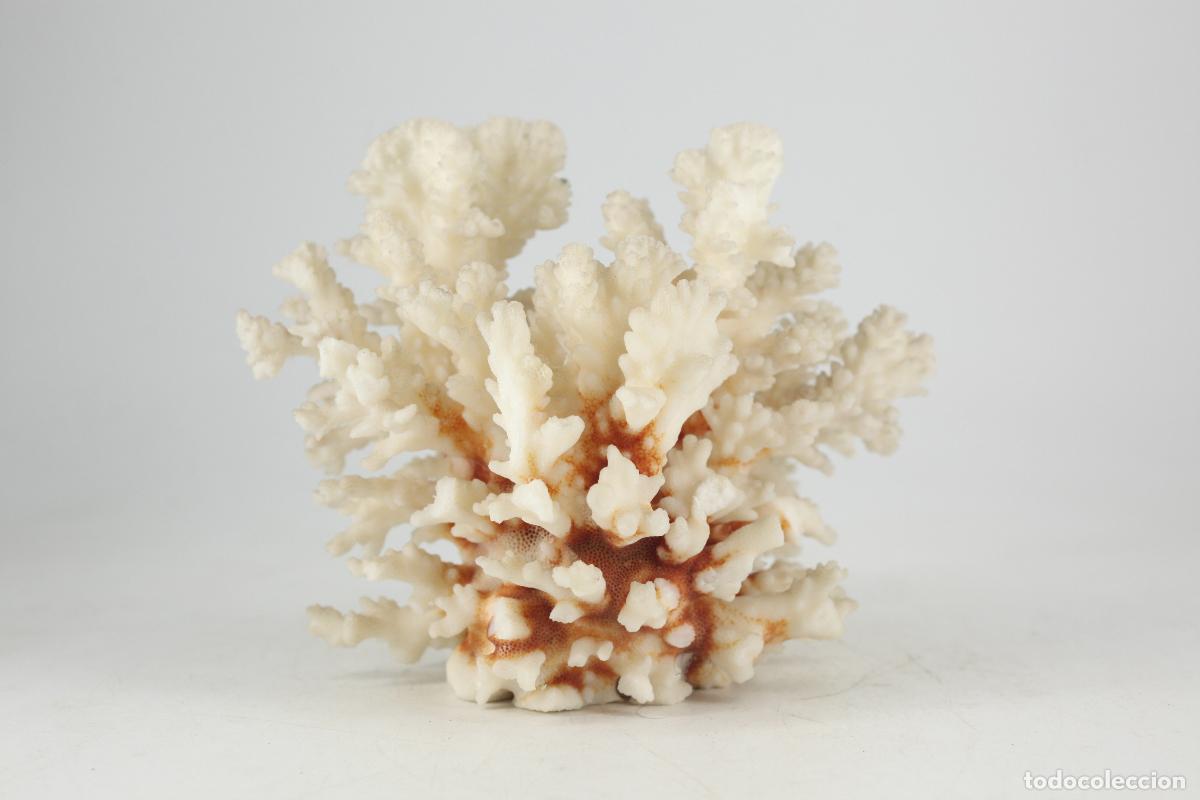 Vintage: CORAL NATURAL DECORACI&Oacute;N VINTAGE ANTIGUO COLECCION