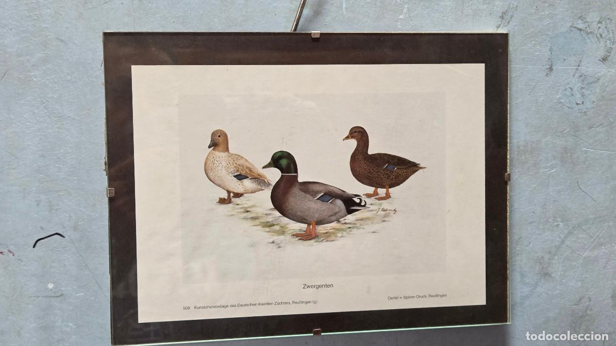 Vintage: cuadro con lamina patos - Foto 1