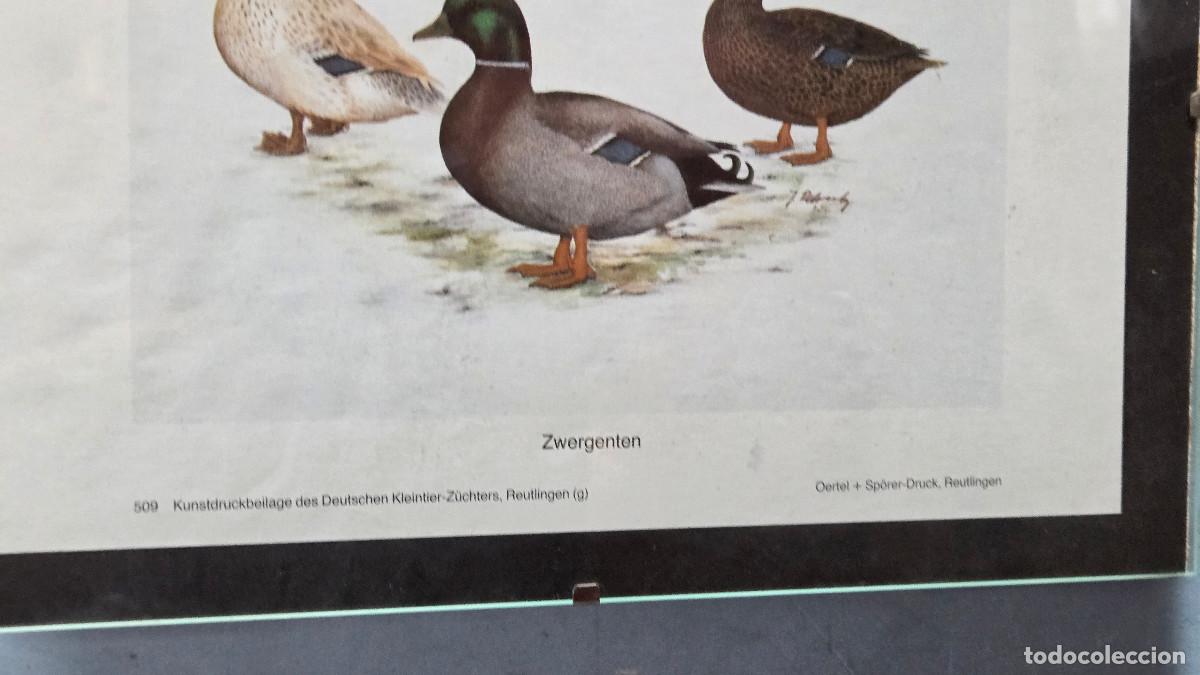 Vintage: cuadro con lamina patos - Foto 2