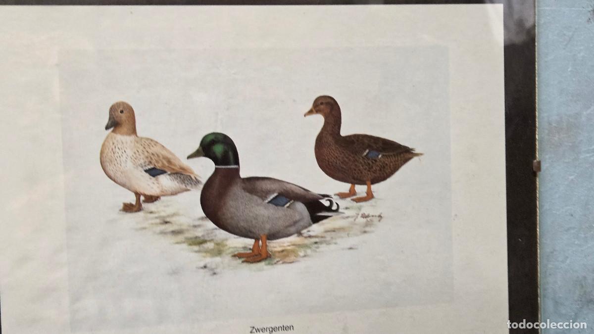 Vintage: cuadro con lamina patos - Foto 3